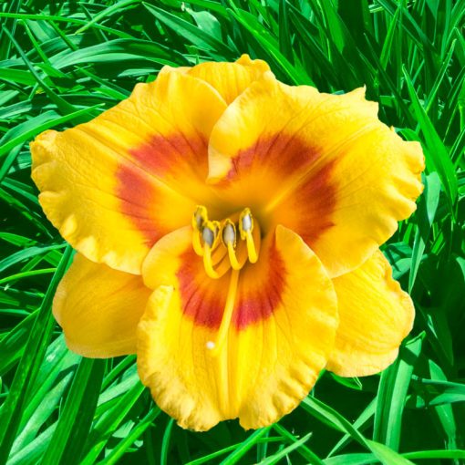 Hemerocallis Blackberry Sherbet - Sásliliom