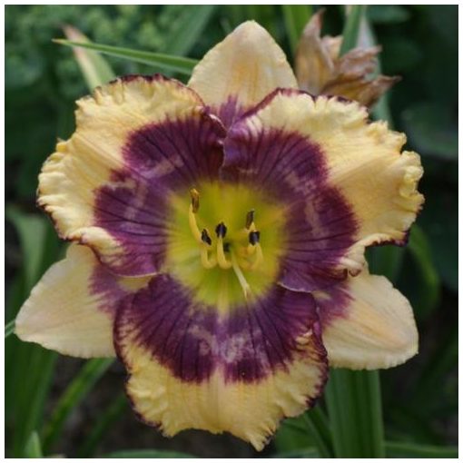 Hemerocallis Bold Awakening - Sásliliom