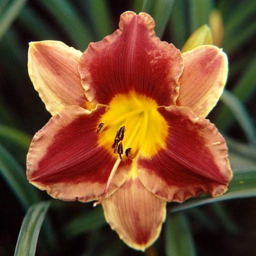 Hemerocallis Calgary Stampede - Sásliliom