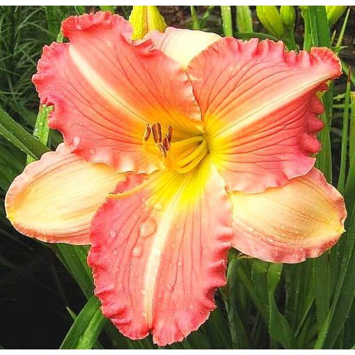 Hemerocallis China Bride - Sásliliom