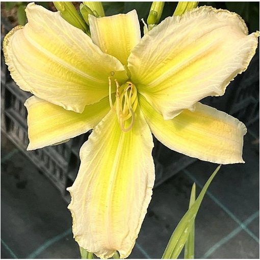 Hemerocallis Chrome Butterfly - Sásliliom