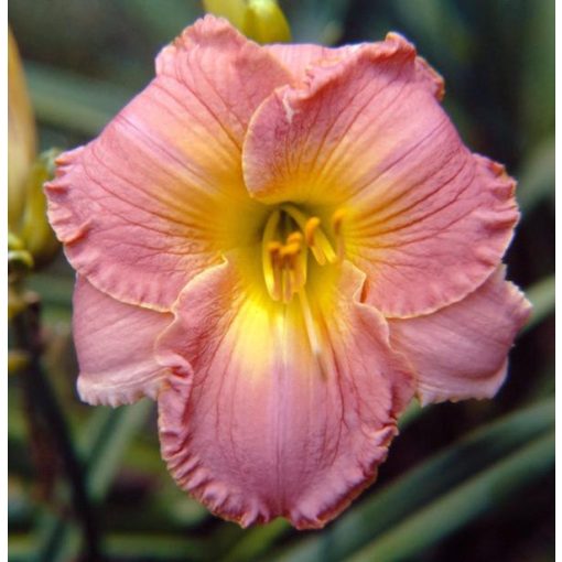 Hemerocallis Classic Romance - Sásliliom