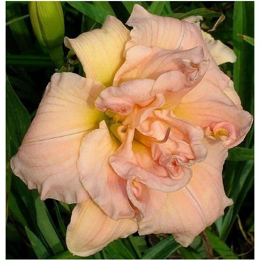 Hemerocallis Dancing With Pink - Sásliliom