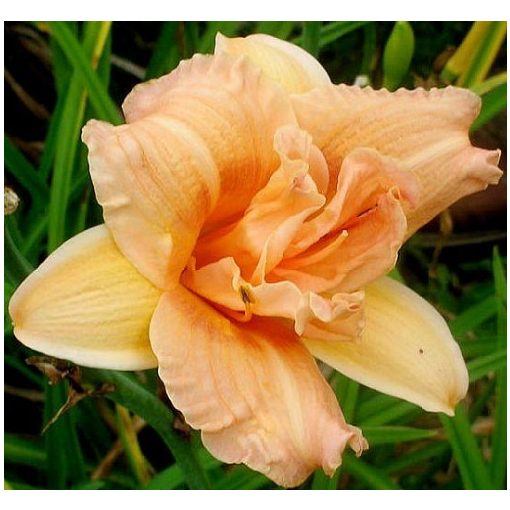 Hemerocallis Double Love - Sásliliom