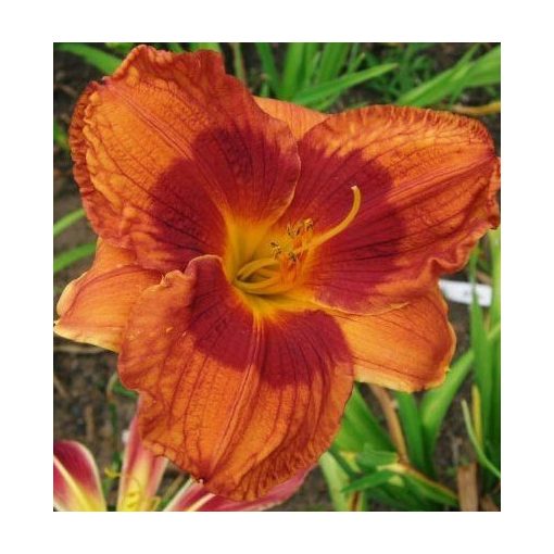 Hemerocallis Duke Of Durham - Sásliliom