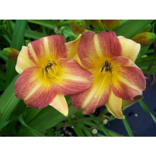 Hemerocallis Eenie Allegro - Sásliliom