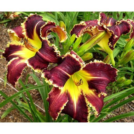 Hemerocallis Eight Miles High - Sásliliom