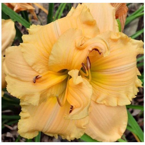 Hemerocallis Ellen Christine - Sásliliom