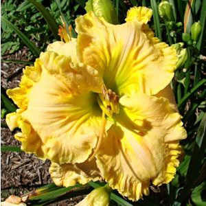 Hemerocallis Eloquent Cay - Sásliliom