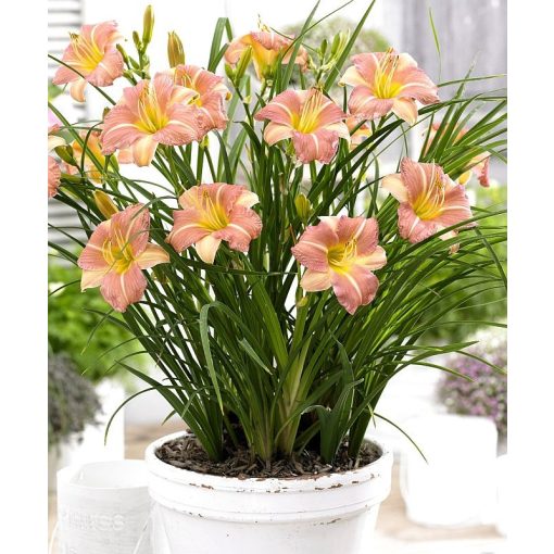 Hemerocallis Everydaylily Pink Cream - Sásliliom