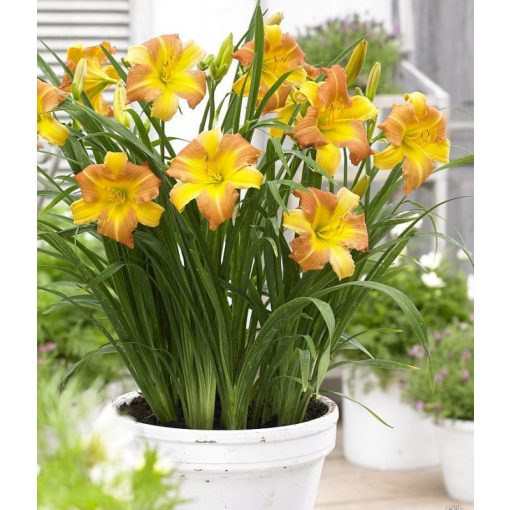 Hemerocallis Everydaylily Punch Yellow - Sásliliom