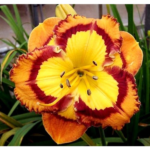 Hemerocallis Evocative - Sásliliom