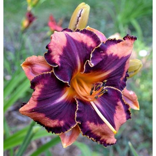 Hemerocallis Extravagant - Sásliliom