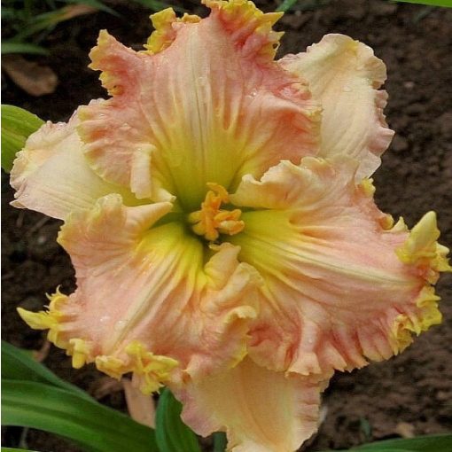 Hemerocallis Fairy Tale Romance - Sásliliom