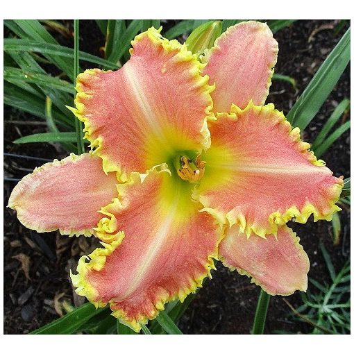 Hemerocallis Feeling Thorny - Sásliliom