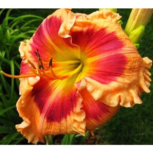 Hemerocallis Flamboyant Eyes - Sásliliom