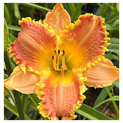 Hemerocallis Frisco Frolic - Sásliliom