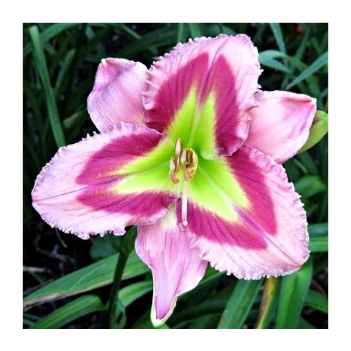 Hemerocallis Garnet Prism - Sásliliom