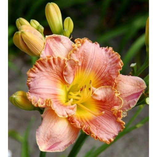 Hemerocallis Gelato - Sásliliom