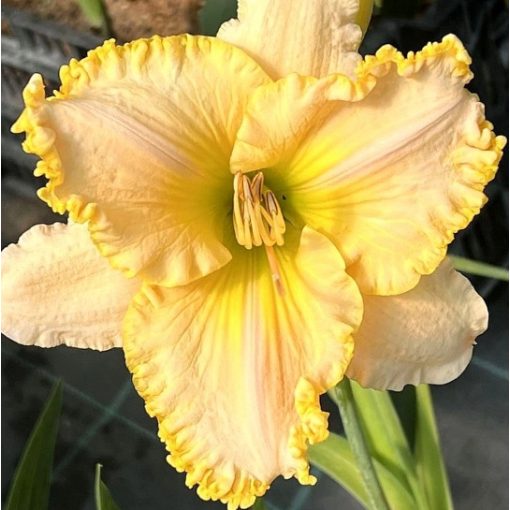 Hemerocallis Gold Mask - Sásliliom