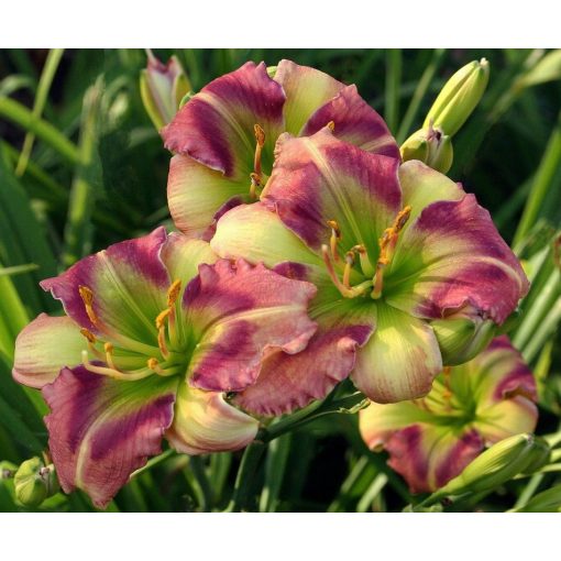 Hemerocallis Green Rainbow - Sásliliom