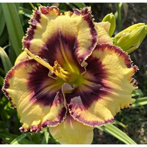 Hemerocallis Griselda - Sásliliom