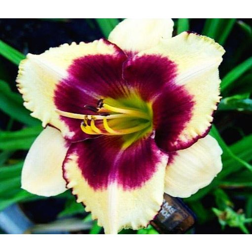 Hemerocallis Hank Williams - Sásliliom