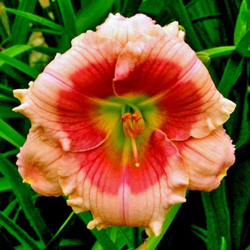 Hemerocallis Janice Brown - Sásliliom