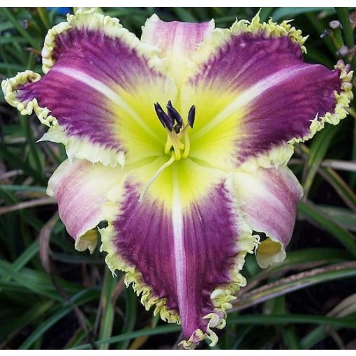 Hemerocallis Jurassic Jaws - Sásliliom