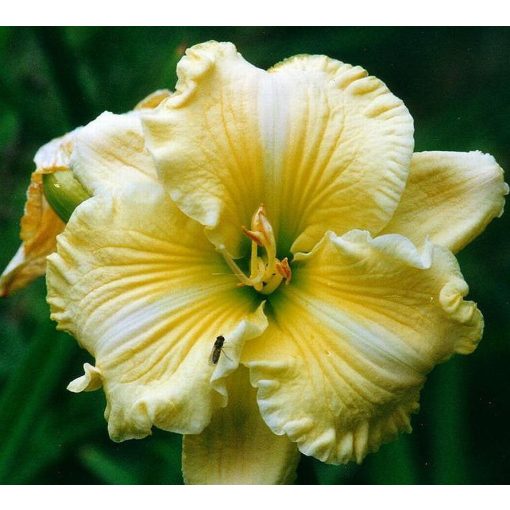 Hemerocallis Kathleen Salter - Sásliliom