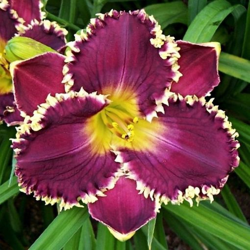 Hemerocallis Larry's Obsession - Sásliliom