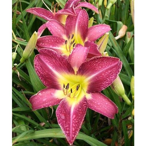 Hemerocallis Lavender Deal - Sásliliom