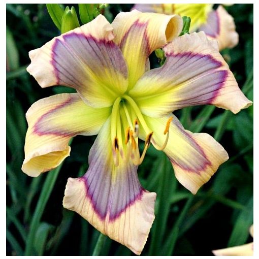 Hemerocallis Ledgewood S Calico Blues - Sásliliom