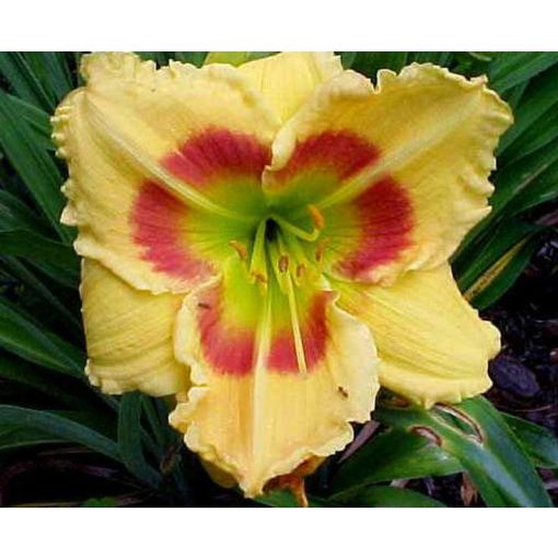 Hemerocallis Leprechaun Eyes - Sásliliom