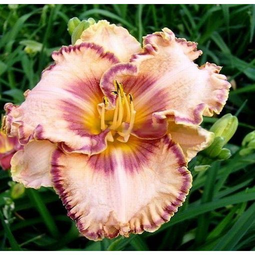 Hemerocallis Longfields Pacifica - Sásliliom