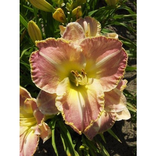 Hemerocallis Louise Boyd - Sásliliom