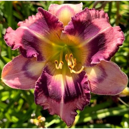 Hemerocallis Love Island - Sásliliom