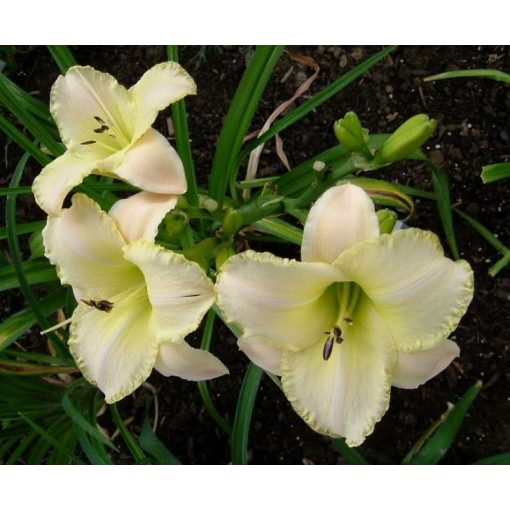 Hemerocallis Moon Madonna - Sásliliom