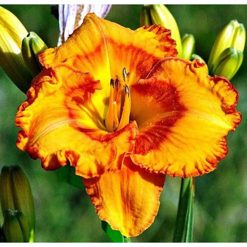 Hemerocallis Oktoberfest - Sásliliom