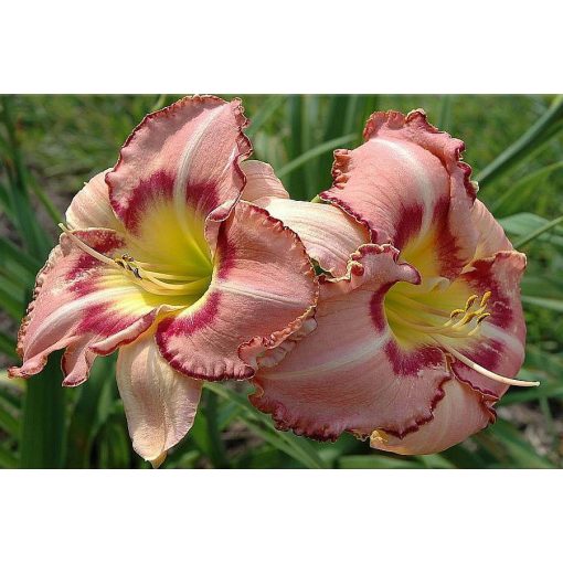 Hemerocallis Only Believe - Sásliliom