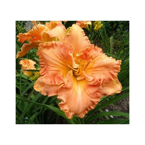 Hemerocallis Orange Braid - Sásliliom