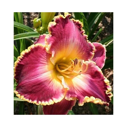 Hemerocallis Orchid Electra - Sásliliom