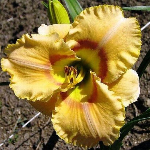 Hemerocallis Oriental Dancer - Sásliliom