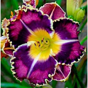 Hemerocallis Peacock Candy - Sásliliom