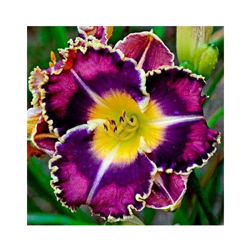 Hemerocallis Peacock Candy - Sásliliom