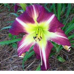 Hemerocallis Peacock Maiden - Sásliliom