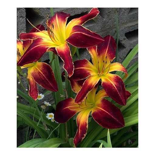 Hemerocallis Persian Ruby - Sásliliom