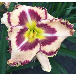 Hemerocallis Pole Star - Sásliliom