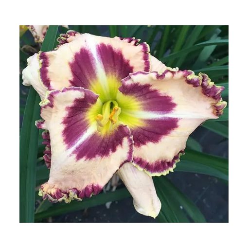 Hemerocallis Pole Star - Sásliliom