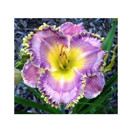 Hemerocallis Precious Candy - Sásliliom